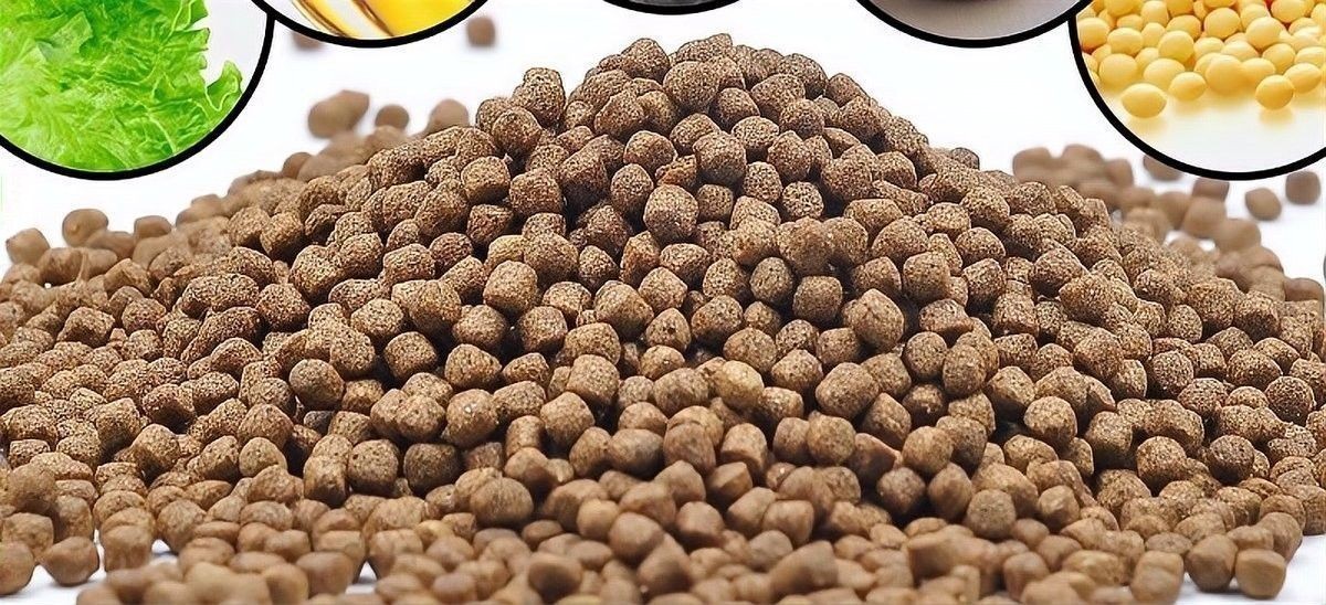 銀龍魚可以吃錦鯉顆粒飼料嗎怎么喂