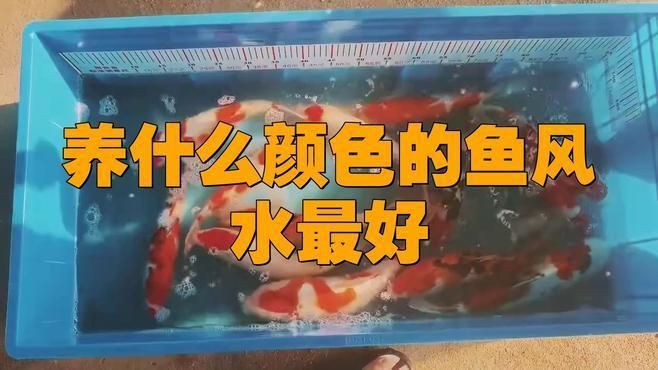 如何根據(jù)五行選擇風(fēng)水魚