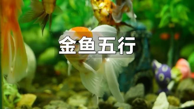 如何根據(jù)五行選擇風(fēng)水魚