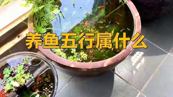 如何根據(jù)五行選擇風(fēng)水魚