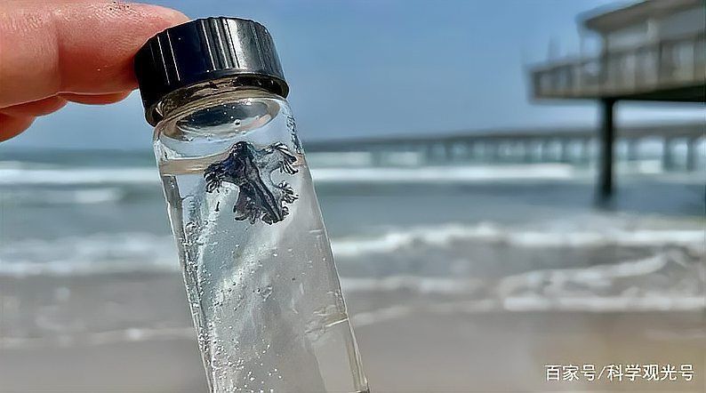 藍色的龍是誰的真身