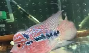 龍魚魟魚飛鳳一起養(yǎng)可以嗎：龍魚可以與虎魚、飛鳳魚混合飼養(yǎng)嗎
