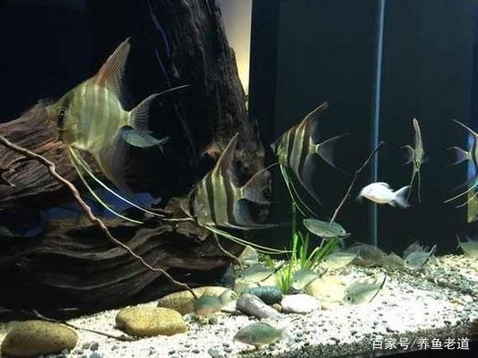 魚缸水很多氣泡，如何判斷魚缸水質好壞