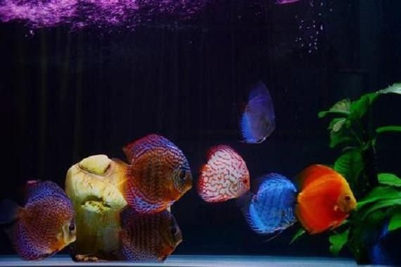 黑云魚和龍魚混養(yǎng)可以嗎圖片