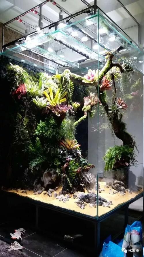 銀龍魚有多少種品種圖片