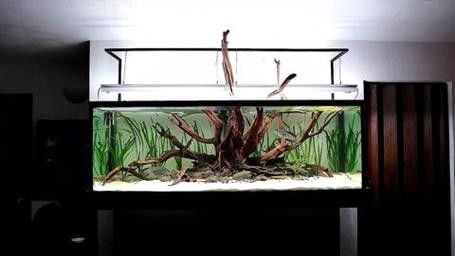 銀龍魚有多少種品種圖片