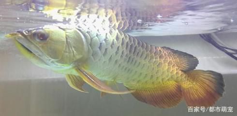 像金龍魚（金龍魚與銀龍魚的區(qū)別）