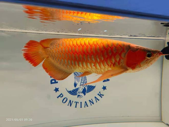 像金龍魚（金龍魚與銀龍魚的區(qū)別）