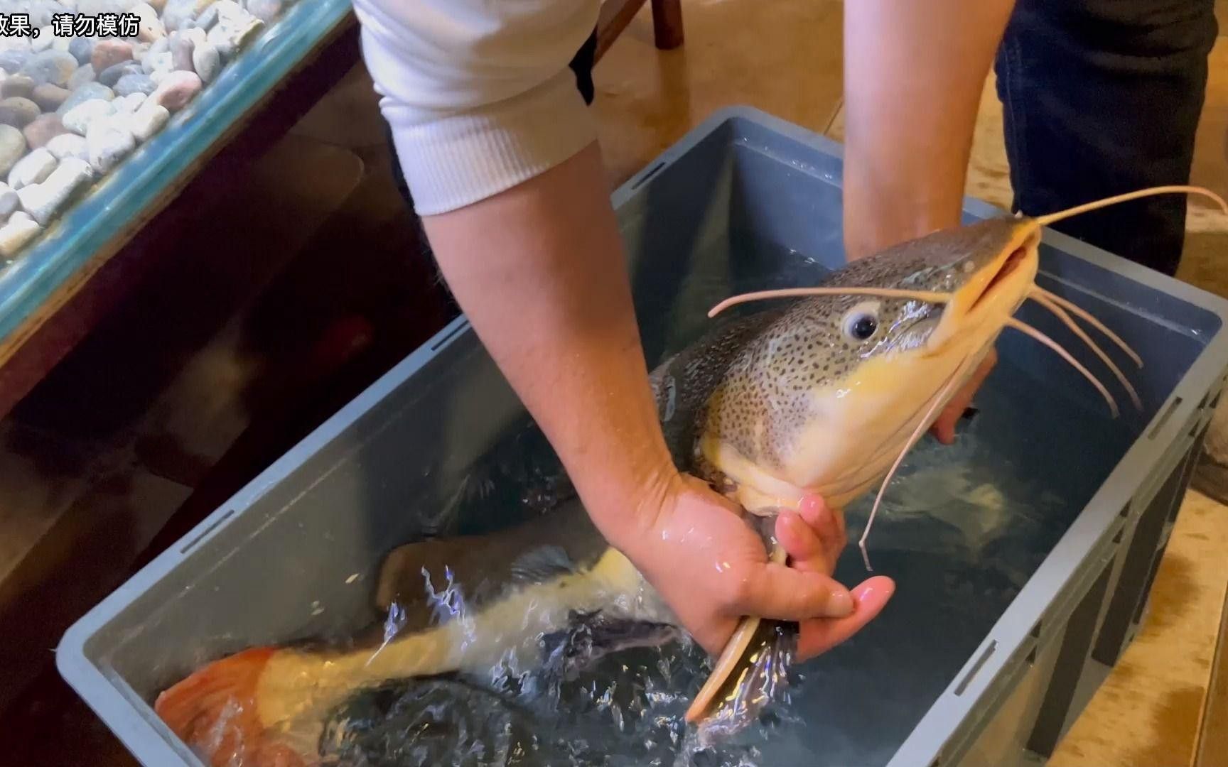 推薦幾款適合混養雷龍和招財貓的魚缸