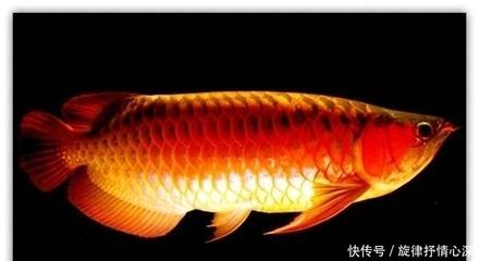 各種龍魚的寓意是什么：龍魚在中國文化中承載了豐富的象征意義