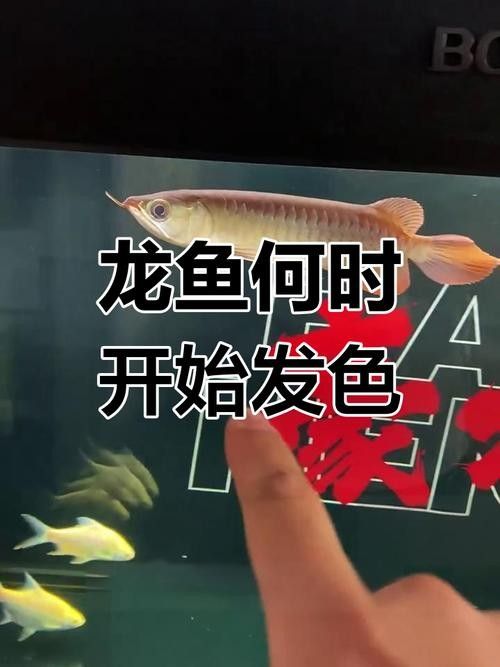 龍魚混養影響發色嗎圖片大全