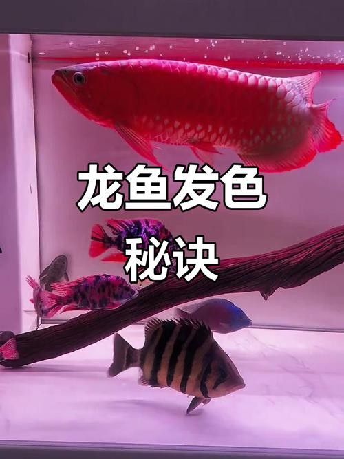 龍魚混養影響發色嗎圖片大全