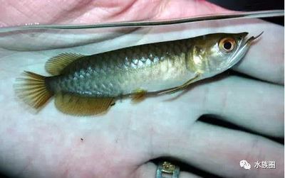 龍魚每個階段的喂食量一樣嗎：龍魚在不同的生長階段的喂食量是不同的