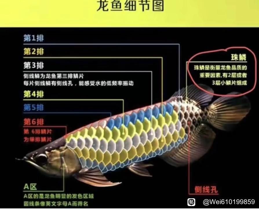 龍魚(yú)擺放與流年運(yùn)勢(shì)的關(guān)系圖：龍魚(yú)擺放與流年運(yùn)勢(shì)的關(guān)系