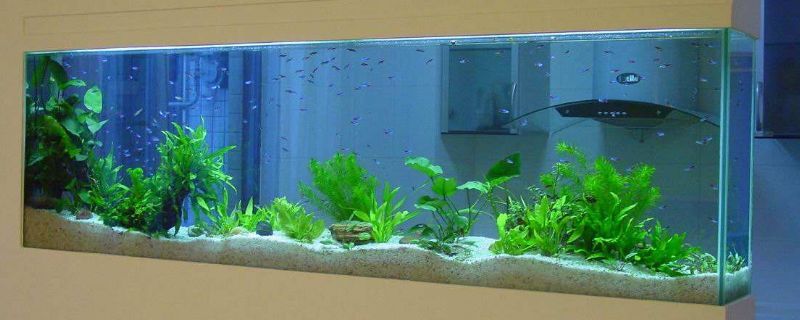 龍魚缸水流方向：龍魚缸水流方向對魚類的生活環境和健康有重要影響