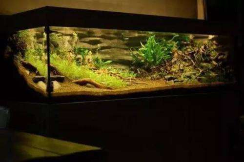 龍魚缸水流方向：龍魚缸水流方向對魚類的生活環境和健康有重要影響