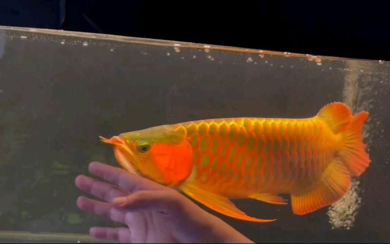 有哪些高清紅龍魚攝影圖? 龍魚百科 第18張 有哪些高清紅龍魚攝影圖? 有哪些高清紅龍魚攝影圖? 龍魚百科 第18張