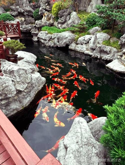野生龍魚王圖片