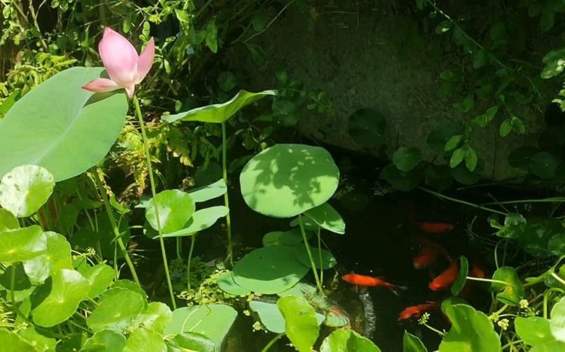野生龍魚王圖片