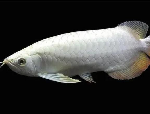 大型銀龍魚圖片欣賞 大型銀龍魚圖片欣賞 龍魚百科 第22張