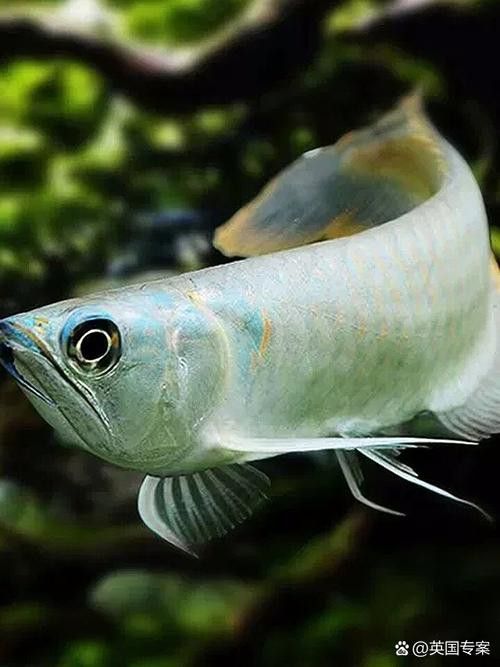 大型銀龍魚圖片欣賞 大型銀龍魚圖片欣賞 龍魚百科 第20張