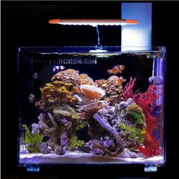 龍魚什么時候發色最猛？：關于龍魚發色最猛時期的詳細信息：龍魚發色停滯期解決方法