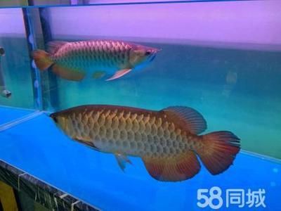 金龍魚成年多少錢一條：金龍魚價格多少錢一條