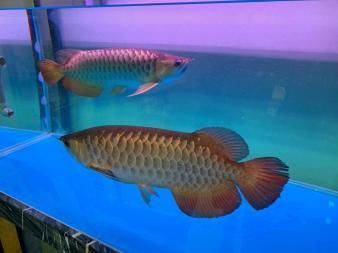 金龍魚成年多少錢一條：金龍魚價格多少錢一條