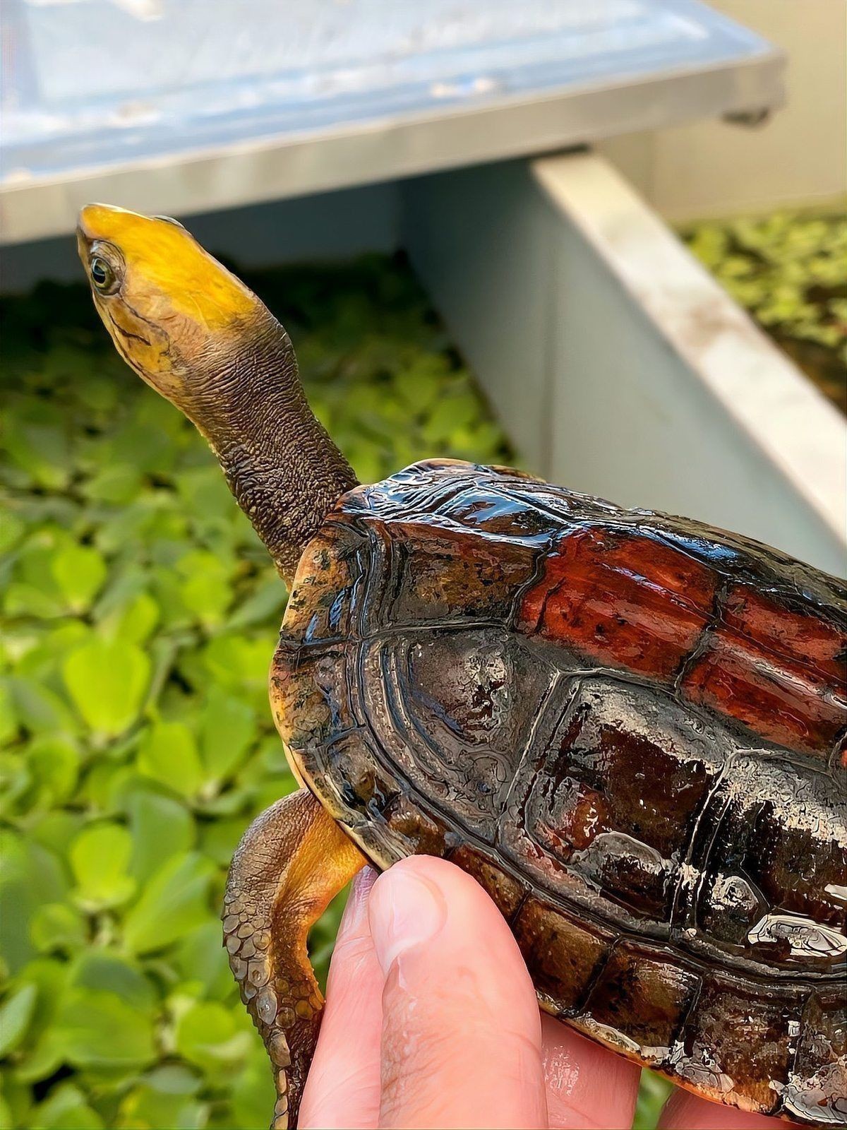金頭過背的飼養難度大嗎？