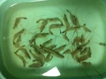 龍魚喂河蝦的正確方法是什么：喂食龍魚河蝦的正確方法是什么龍魚喂河蝦的正確方法