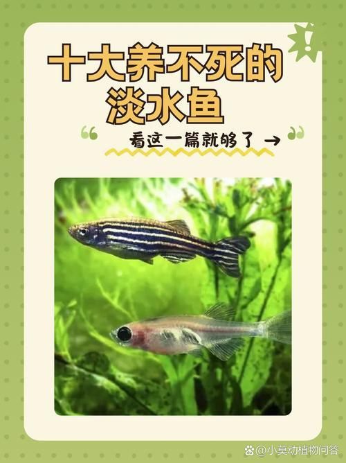 十大養(yǎng)不死的淡水魚有哪些圖片