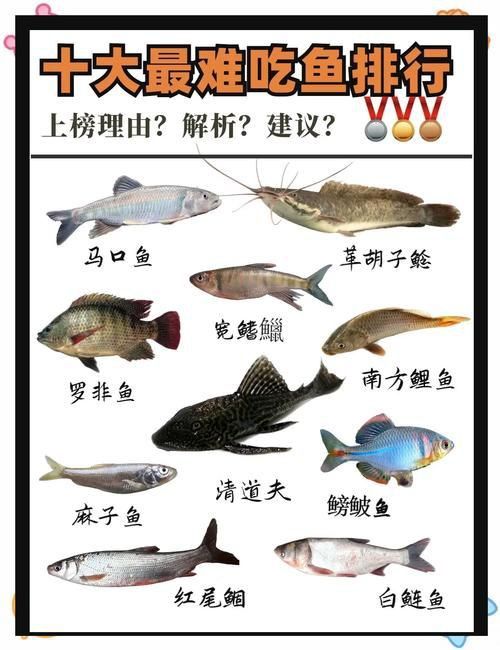 十大養(yǎng)不死的淡水魚有哪些圖片