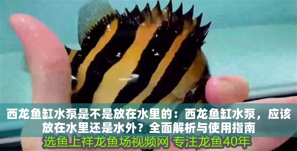 西龍魚缸水泵是不是放在水里的：西龍魚缸水泵，應該放在水里還是水外？全面解析與使用指南