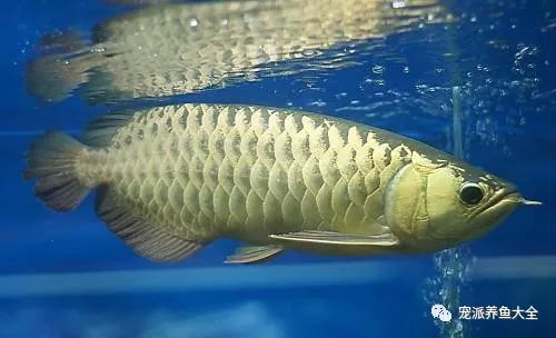 龍魚體外細菌怎么治療：如何治療龍魚體外細菌感染