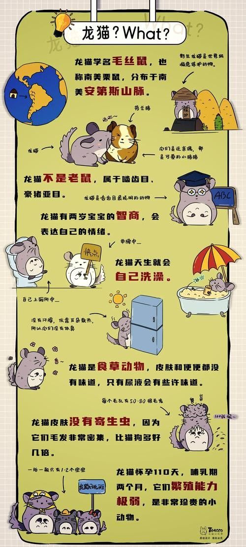 龍貓不認(rèn)新主人怎么辦？