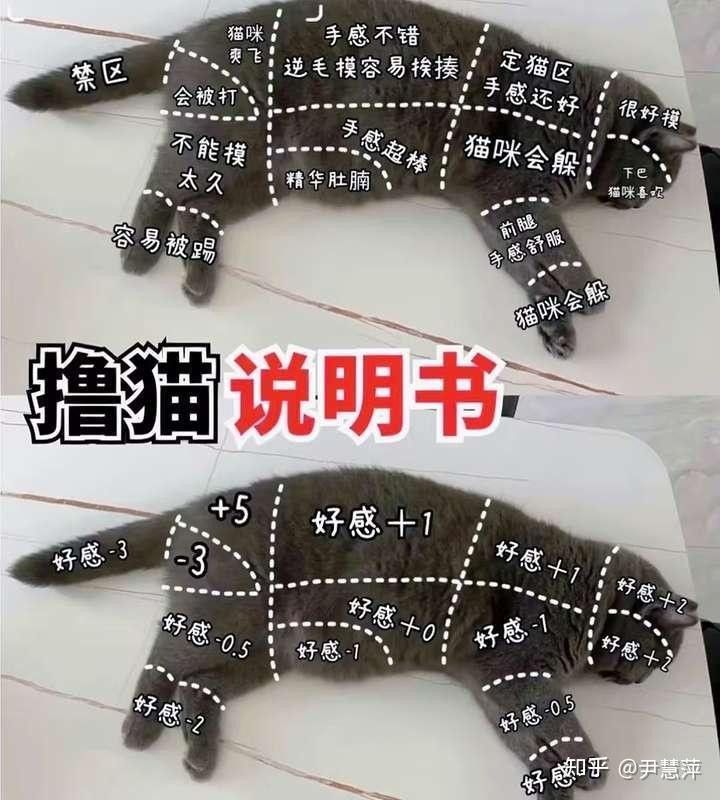 龍貓不認(rèn)新主人怎么辦？