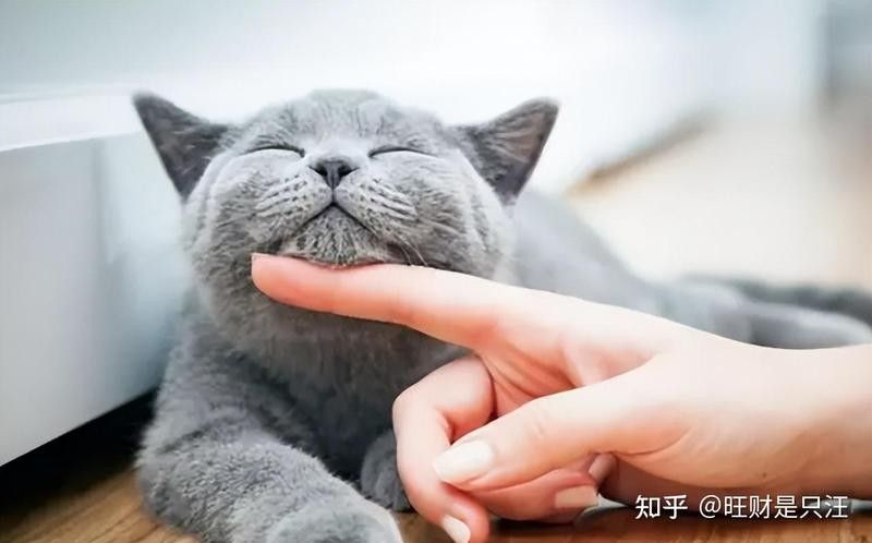 龍貓不認(rèn)新主人怎么辦？