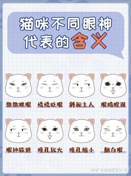 龍貓不認(rèn)新主人怎么辦？