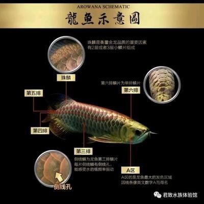 金龍魚怎么區(qū)分品種：金龍魚怎么區(qū)分品種，金龍魚品種區(qū)分方法是什么