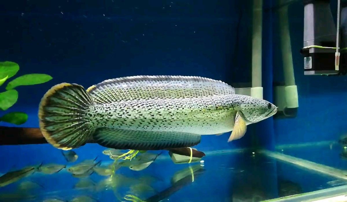 雷龍魚為什么叫雷龍龜