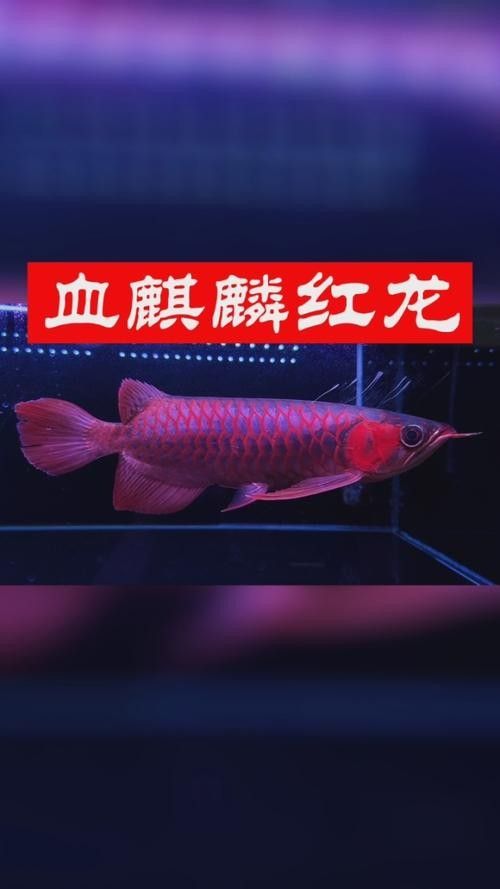 麒麟紅龍魚鳳凰紅龍魚赤血紅龍魚
