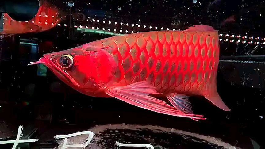 麒麟紅龍魚鳳凰紅龍魚赤血紅龍魚