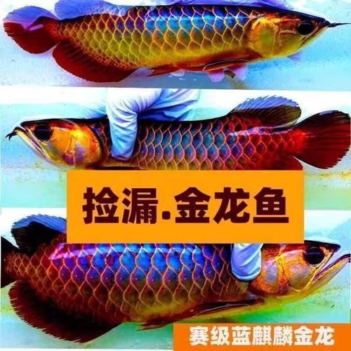 麒麟紅龍魚鳳凰紅龍魚赤血紅龍魚
