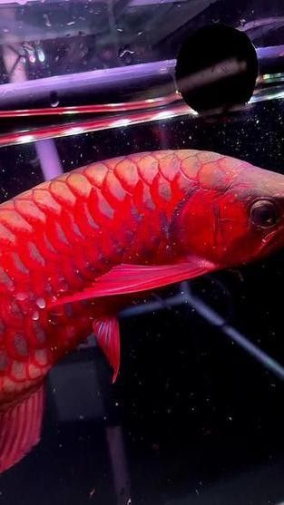 麒麟紅龍魚鳳凰紅龍魚赤血紅龍魚