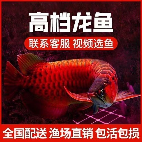 麒麟紅龍魚鳳凰紅龍魚赤血紅龍魚