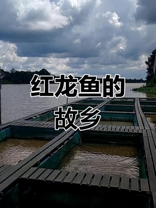 麒麟紅龍魚鳳凰紅龍魚赤血紅龍魚