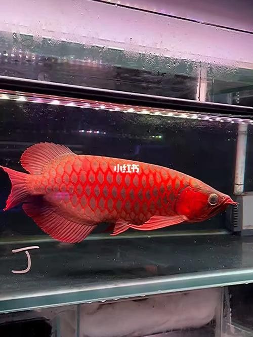 麒麟紅龍魚鳳凰紅龍魚赤血紅龍魚