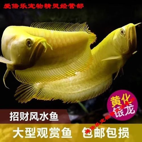 麒麟紅龍魚鳳凰紅龍魚赤血紅龍魚