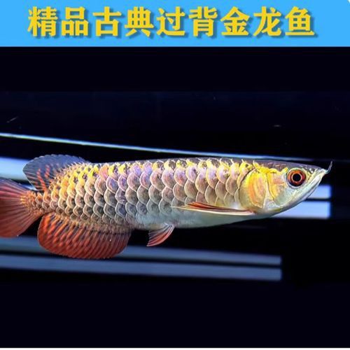 給我推薦一些高端的龍魚品種 給我推薦一些高端的龍魚品種 龍魚百科 第2張