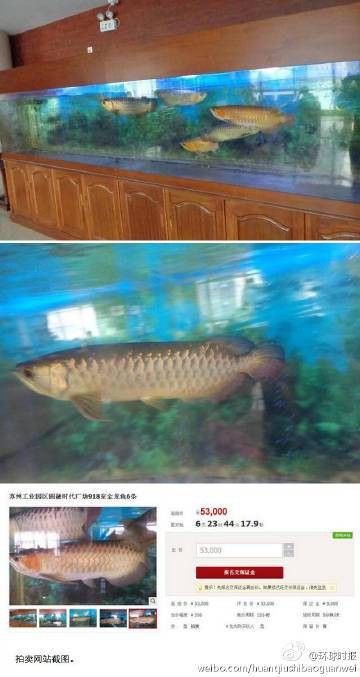 金龍魚拍賣市場有哪些記錄？